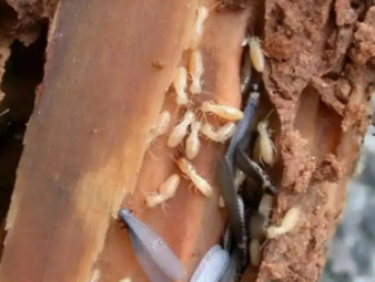 额济纳旗白蚁防治公司分享看似渺小的白蚁：被误解的生态工程师与居家隐患